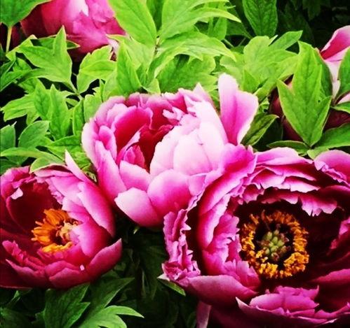 国色天香4最新爆料视频,精彩剧情抢先看,神秘角色引热议!